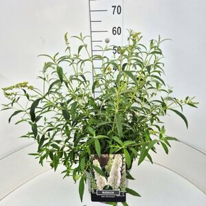 Buddleja davidii 'White Profusion' 175/200 C. - afbeelding 8