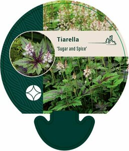 Tiarella 'Sugar and Spice' P9