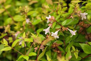Abelia grandiflora C10