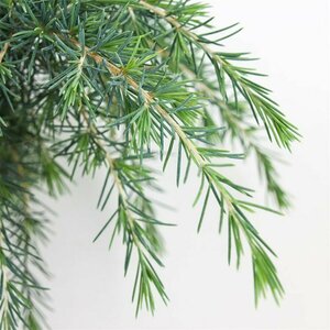 Cedrus deodara 'Feelin' Blue' ST. 100 C. 