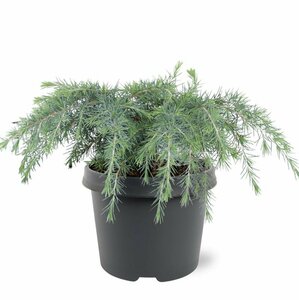 Cedrus deodara 'Feelin' Blue' ST. 100 C.  - afbeelding 3