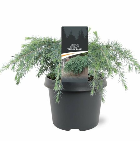 Cedrus deodara 'Feelin' Blue' ST. 100 C.  - afbeelding 2