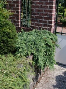 Cedrus deodara 'Feelin' Blue' ST. 100 C.  - afbeelding 7