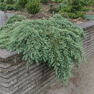 Cedrus deodara 'Feelin' Blue' ST. 100 C.  - afbeelding 6