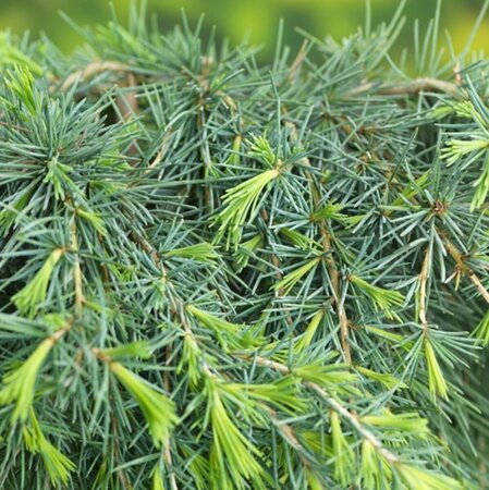 Cedrus deodara 'Feelin' Blue' ST. 100 C.  - afbeelding 5