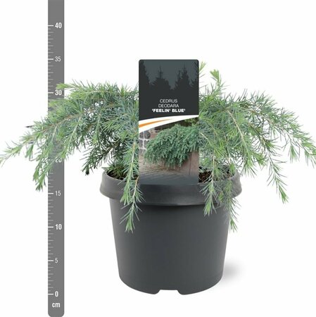 Cedrus deodara 'Feelin' Blue' ST. 100 C.  - afbeelding 11