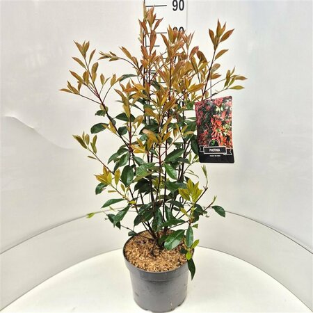 Photinia fraseri 'Red Robin' ST. 100 C. Spiraalstam - afbeelding 3