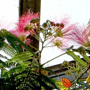 Albizia julibrissin 8-10 C. 