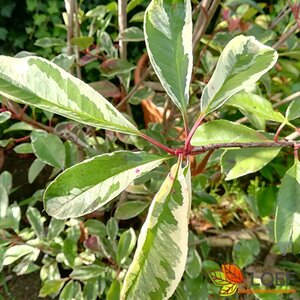 Photinia fraseri 'Pink Marble' ST. 100 C. Bol