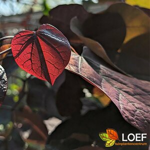 Cercis canadensis 'Forest Pansy' 300/350 C.