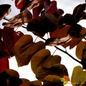 Cercis canadensis 'Forest Pansy' 300/350 C. - afbeelding 2