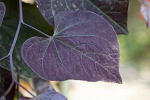 Cercis canadensis 'Ruby Falls' 125/150 C.