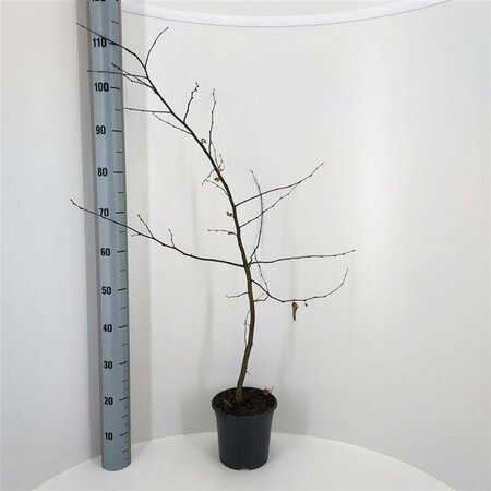 Carpinus betulus ST. 120 10-12 C. Lei - afbeelding 7