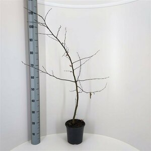 Carpinus betulus ST. 120 10-12 C. Lei - afbeelding 7