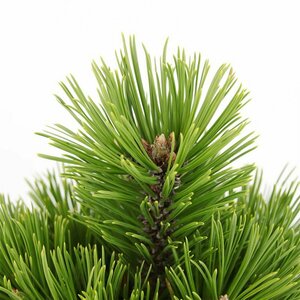 Pinus heldreichii 'Compact Gem' 30/40 C.