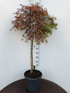 Acer pal. 'Orangeola' 80/100 C.