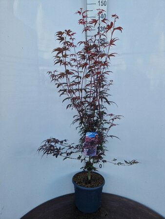 Acer palmatum 'Pixie' 80/100 C.