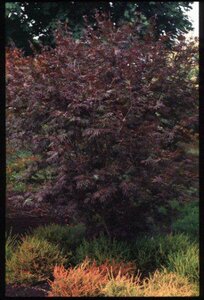Acer palmatum 'Trompenburg' 80/100 C.