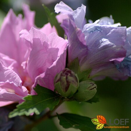 Hibiscus syriacus 'Oiseau Bleu' 80/100 KL.