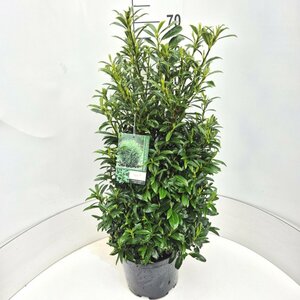 Prunus laur. 'Sofia' 50/60 C.  - afbeelding 2