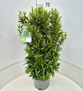 Prunus laur. 'Sofia' 50/60 C.  - afbeelding 4