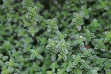 Thymus citriodorus C3 - afbeelding 2