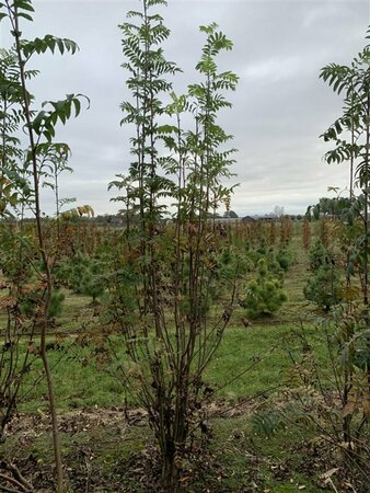 Sorbus aucuparia 300/350 DR. Meerstammig - afbeelding 7