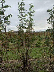 Sorbus aucuparia 300/350 DR. Meerstammig - afbeelding 7