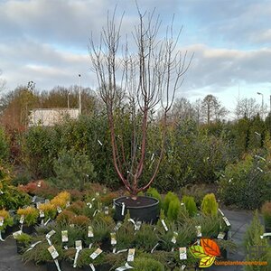 Prunus serrula 200/225 C. Meerstammig