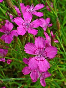 Dianthus delt. 'Rosea' P9 - afbeelding 4