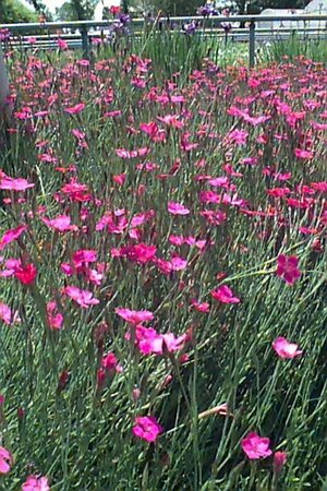 Dianthus delt. 'Rosea' P9 - afbeelding 1