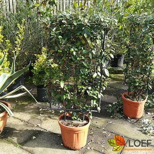 Elaeagnus ebbingei 40/50 C. Bol - afbeelding 4