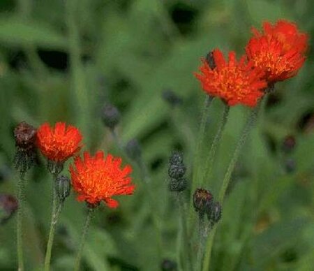 Hieracium aurantiacum P9 - afbeelding 1