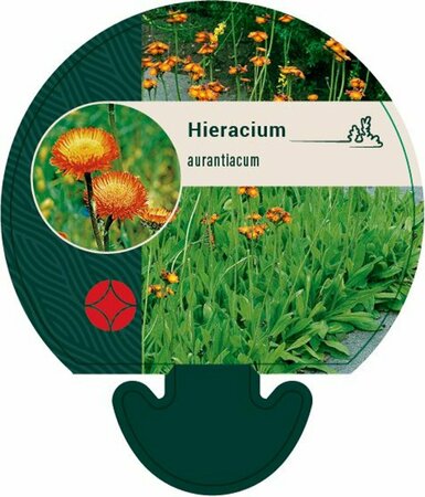 Hieracium aurantiacum P9 - afbeelding 6