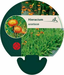 Hieracium aurantiacum P9 - afbeelding 6