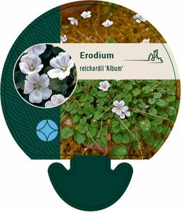 Erodium reichardii 'Album' P9 - afbeelding 5