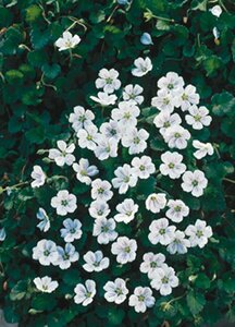 Erodium reichardii 'Album' P9 - afbeelding 4