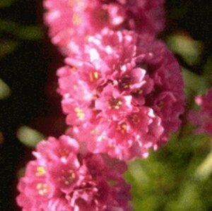 Armeria maritima 'Dusseldorfer Stolz' P9