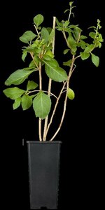 Lycium barbarum 'Gojibes' 50/60 C.  - afbeelding 2