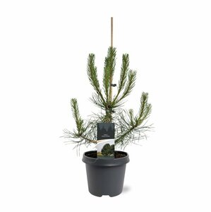 Pinus nigra nigra 14-16 DR. HO. - afbeelding 3