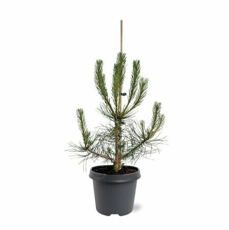 Pinus nigra nigra 14-16 DR. HO. - afbeelding 4