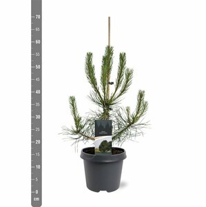 Pinus nigra nigra 14-16 DR. HO. - afbeelding 5