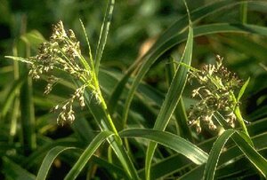 Luzula sylvatica 'Marginata' P9