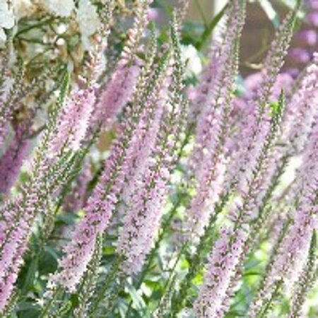 Veronica 'Pink Damask' P9