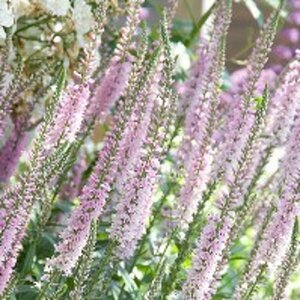 Veronica 'Pink Damask' P9