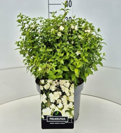 Philadelphus 'Manteau d'Hermine' 60/80 C. - afbeelding 3