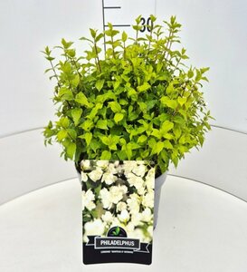 Philadelphus 'Manteau d'Hermine' 60/80 C. - afbeelding 2