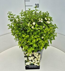 Philadelphus 'Manteau d'Hermine' 60/80 C. - afbeelding 4