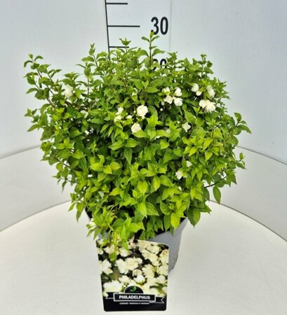 Philadelphus 'Manteau d'Hermine' 60/80 C. - afbeelding 5