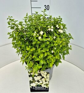 Philadelphus 'Manteau d'Hermine' 60/80 C. - afbeelding 5